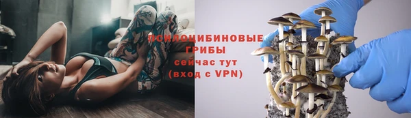 прущие грибы Ельня