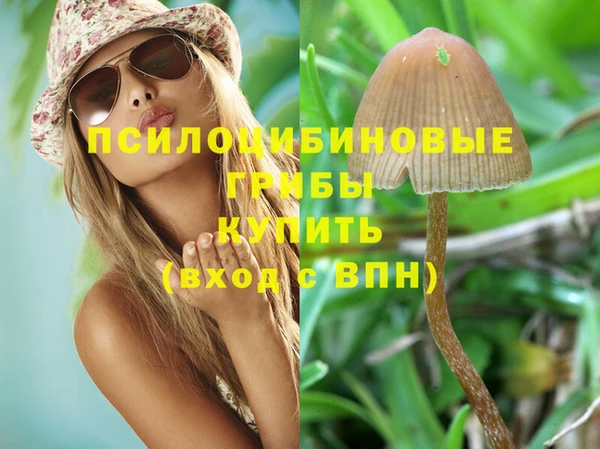 прущие грибы Ельня